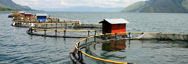 PT Aquafarm Nusantara